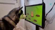 PET - La consolle videogames per i cani