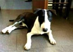 IVREA - Bull terrier smarrita in zona terzo ponte