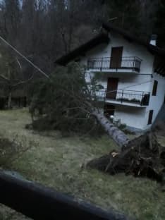 VALLE SOANA - Raffiche di fhoen abbattono gli alberi