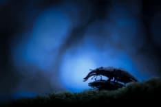 PARCO GRAN PARADISO - L'emozione della natura in un click, torna il concorso internazionale Fotografare il Parco