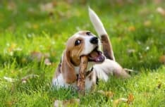 VEROLENGO - Bocconi avvelenati per i cani nel giardino di casa, allarme in frazione Arborea