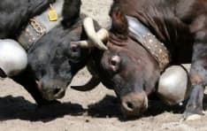 TAVAGNASCO - Domenica il gran finale della battaglia delle reines