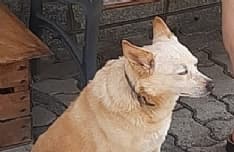 CHIVASSO - Scappa dopo l'incidente, la cagnolina Stella ritrova da sola la strada di casa dopo due settimane