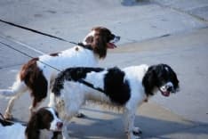 FOGLIZZO - Obbligo del guinzaglio per i cani: multe ai trasgressori