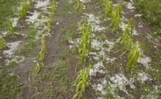 NUBIFRAGIO SUL CANAVESE - Distrutte le coltivazioni di mais