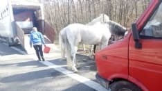 SAN GIORGIO CANAVESE - Cavalli scappano dal trasporto e finiscono in autostrada - FOTO