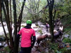 MALTEMPO IN CANAVESE - Pastore bloccato durante la transumanza: intervento del soccorso alpino - FOTO