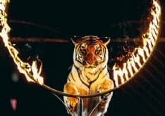 RIVAROLO - Il Comune dice basta: stop al circo con gli animali