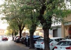 RIVAROLO - Alberi malati da abbattere: lunedì pomeriggio incontro pubblico in municipio