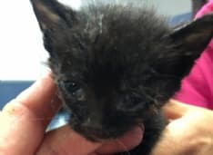 MERCENASCO - Gattino abbandonato nel cassonetto del vetro: salvato per un pelo