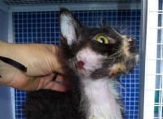 PONT - Un lager per cani e gatti: 49enne condannato dal tribunale di Ivrea - FOTO