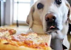 PET - Mangi una pizza, salvi un cucciolo