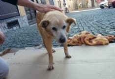 AGLIÈ - Cittadini di buon cuore salvano un cane ferito - FOTO