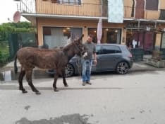 AGLIE' - Asino e pony a spasso sulla provinciale: traffico in tilt - FOTO e VIDEO