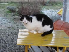 RIVAROLO CANAVESE - Ventisei gatti sfortunati in cerca di una famiglia - FOTO