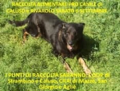 CANAVESE - Sabato la raccolta alimentare per i rifugi di Caluso e Rivarolo