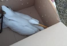 TORRE CANAVESE - Airone ferito cade nell'acqua: soccorso dai giocatori del golf club - FOTO