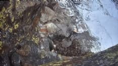 PARCO GRAN PARADISO - Tutte e tre le coppie di Gipeto hanno portato a termine la deposizione delle uova