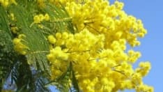 MONTALTO DORA - Per l'otto marzo l'Anpi ricorda le staffette