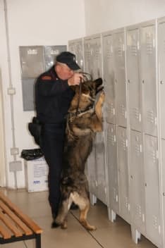 DROGA - Al cane Quark non sfugge nulla: studente arrestato