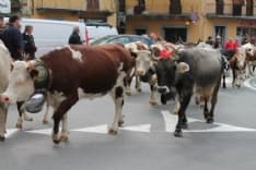 CANAVESE - La tradizionale transumanza diventa una festa per le Valli Orco e Soana