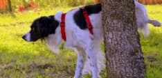 CHIVASSO - Cani che sporcano: multe fino a 450 euro per i padroni