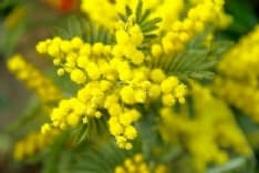 FAVRIA - L'otto marzo diventa un concerto online: La forza delle donne