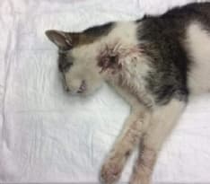 CUORGNE' - Nelle frazioni continuano a sparare ai gatti