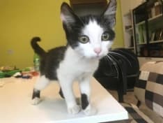 CASTELLAMONTE - Gattino trovato in frazione Filia recuperato dalla nostra redazione