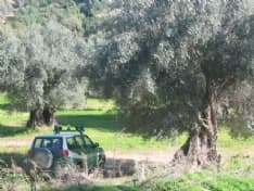 CUORGNE' - Uno screening per scoprire alberi pericolosi