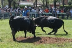 LOCANA - Mucca incorna allevatore e lo manda in ospedale