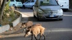 AGRICOLTURA - 2,3 milioni di cinghiali all'assalto delle città italiane