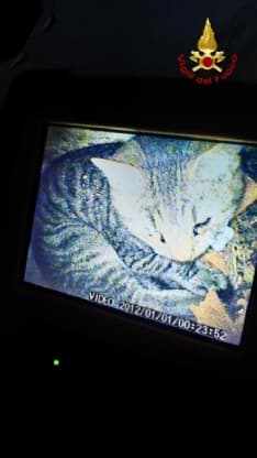 ALBIANO D'IVREA - Gatto cade nella canna fumaria: salvato dai vigili del fuoco di Ivrea - FOTO
