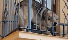 FRONT CANAVESE - Lupo cecoslovacco bloccato al freddo su un balcone: intervento di carabinieri e vigili del fuoco
