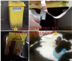 RIVAROLO CANAVESE - Otto gattini appena nati abbandonati dentro un bidone dell'immondizia