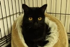 IVREA - La sua umana è mancata all'improvviso: ora CiCi cerca una nuova casa per sempre