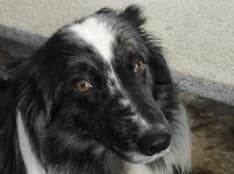 CASTELLAMONTE - Appello per ritrovare Balu, scappato a causa dei botti di Capodanno