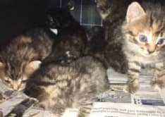 RIVAROLO - Sette gattini chiusi dentro una scatola di scarpe e abbandonati a Villa Vallero