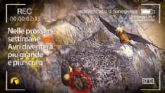 PARCO GRAN PARADISO - Il «Grande Fratello» segue la crescita del piccolo gipeto Avrì - VIDEO