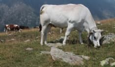 CANAVESE - Allarme dell'Uncem: «Drammatica siccità per gli alpeggi: mai vista una situazione cosi»