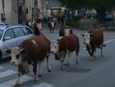 FAVRIA - Il rientro dall'alpeggio in centro al paese - FOTO