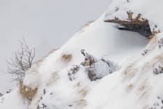 GRAN PARADISO - Ecco chi ha vinto «Fotografare il Parco» - FOTO
