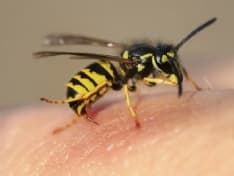 IVREA - Operaio muore punto da un insetto: assolto il datore di lavoro nel processo d'Appello