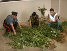SAMONE - Negoziante denunciato: coltivava canapa indiana