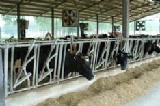 ALLEVAMENTI - Allarme Coldiretti: «Mucche stressate a causa del caldo: cala la produzione di latte»