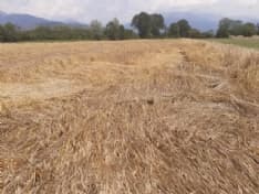 CANAVESE - Rivarolo, Busano, Favria, Oglianico: danni ingenti all'agricoltura dopo la grandinata - FOTO