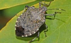 CANAVESE - La vespa samurai combatterà la cimice asiatica: via libera anche dall'Europa