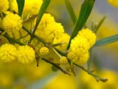 CANAVESE - 8 marzo: le iniziative sul territorio per la Festa della Donna