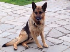 BOSCONERO - Cane scappa per il temporale e non torna più a casa