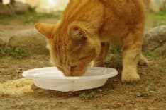 SOLIDARIETA' - 300 gatti senza cibo: le detenute del carcere delle Vallette chiedono aiuto